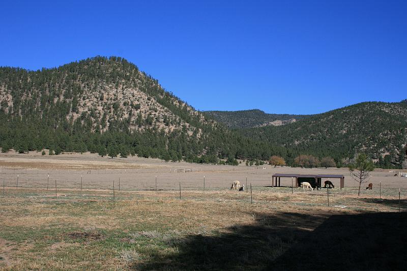 20081029 Alpacas 008.jpg